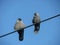 Two jackdaws on wire
