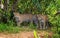 Two jaguars in the jungle. A rare moment.