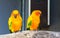 Two jandaya parakeets sitting on a branch together one looking in the camera and chewing, colorful exotic and little parrots from