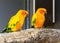 Two jandaya parakeets sitting together on a branch, colorful tropical birds from brazil