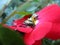 Two Japanese beetles eating a red rose