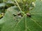 Two Japanese beetles popillia japonica eat a grape leaf.