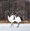 Two Japanese cranes are walking together in the snow and scream mating sounds.