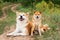 Two Japanese dogs: Akita inu and Shiba inu