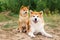 Two Japanese dogs: Akita inu and Shiba inu