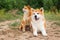 Two Japanese dogs: Akita inu and Shiba inu