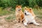 Two Japanese dogs: Akita inu and Shiba inu