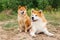 Two Japanese dogs: Akita inu and Shiba inu