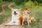 Two Japanese dogs: Akita inu and Shiba inu