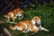 Two Japanese dogs of Shiba Inu breed lying on the green grass on a sunny summer day