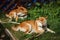 Two Japanese dogs of Shiba Inu breed lying on the green grass on a sunny summer day. Japanese Small Size Dogs Shiba Ken rest on gr