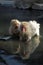 Two Japanese Macaque monkeys in hot springs