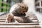 Two Japanese macaques grooming each other on a wooden catwalk