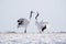 Two Japanese Red Crown Cranes in Winter, Kushiro, Japan