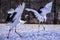 Two Japanese Red Crown Cranes in Winter at Tsurui Ito Tancho Crane Sanctuary , Kushiro, Japan