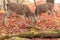 Two Japanese Sika Deer graze on red maple leaves in Auutumn