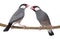 Two Java Sparrow perched on a branch- Padda oryzivora
