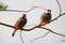 Two java sparrows sitting on a leafless branch in front of a gray-white background