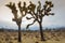 Two Joshua Trees with Sun Flare at Joshua Tree National Park, California