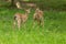 Two joung fawn fallow deer