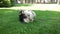 Two joyful dogs playing in park. cute tricolor Welsh Corgi dog lies in bright green grass and small Jack Russell terrier