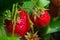 Two juicy round red strawberries on a garden bed among green leaves in clear sunny open-air weather