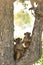 Two juvenile baboons sitting in tree moremi national park, botswana