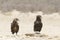 Two Juvenile Bateleur Eagles Terathopius ecaudatus Kgalagadi Transfrontier Park, Northern Cape, South Africa