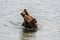 Two juvenile brown bears play fighting in the Brooks River, Katmai National Park, Alaska, USA