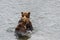 Two juvenile brown bears play fighting in the Brooks River, Katmai National Park, Alaska, USA