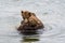 Two juvenile brown bears play fighting in the Brooks River, Katmai National Park, Alaska, USA