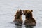 Two juvenile brown bears play fighting in the Brooks River, Katmai National Park, Alaska, USA