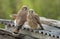 Two Juvenile Common Kestrel