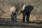 Two Juvenile Elephants