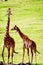 Two Juvenile Giraffes Feeding