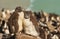 Two juvenile rockhopper penguins standing on a stone