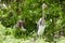 Two juvenile tricolored herons in a tree