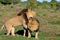 Two Kalahari lions playing in the Addo Elephant National Park