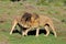 Two Kalahari lions playing in the Addo Elephant National Park