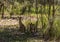 Two kangaroos in the bush poised and alert in Coombabah Lake Reserve, Queensland