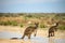 Two kangaroos cool down in a pond during warm weather in Mungo N