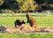 Two Kangaroos Eating Grass In The Meadow Kangaroo Island SA Australia
