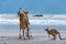 Two Kangaroos Fighting on the Beach at Cape Hillsborough, Queensland, Australia