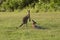 Two Kangaroos on a green field
