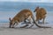 Two Kangaroos Looking for Food on the Beach at Cape Hillsborough, Queensland, Australia
