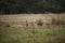 Two kangaroos looking out across a green field