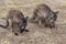 Two Kangaroos looking to camera, Two kangeroos in the wild in Kangeroo Island, South Australia