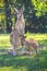 Two kangaroos, mother and cub.