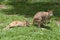 Two kangaroos, one Kangaroo with joey, Australia