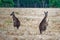 Two Kangaroos standing in bushland